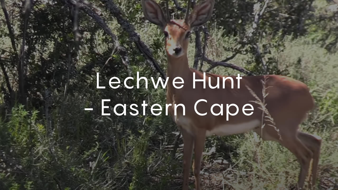 Lechwe Hunt - Eastern Cape